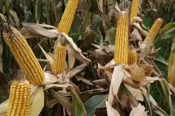 秾玉619玉米种子介绍,适宜密度4500株/亩插图3 秾玉619玉米种子介绍,适宜密度4500株/亩插图3