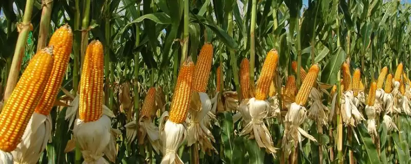 文单151玉米种子有啥特点？中上等肥力地块种植-会东网