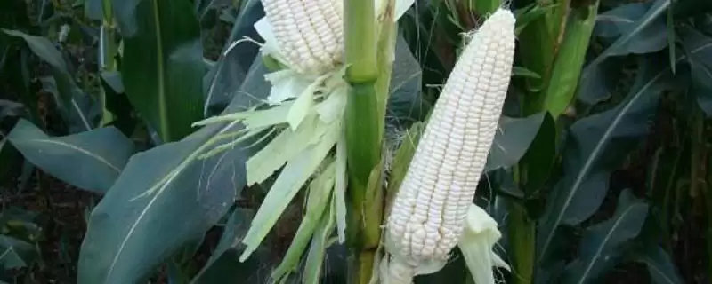 苏玉糯10号玉米种介绍，春播生育期83.2天-会东网