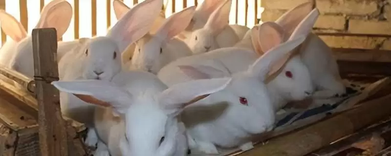 兔子吃猫粮有影响吗？不良影响很大不能吃-会东网