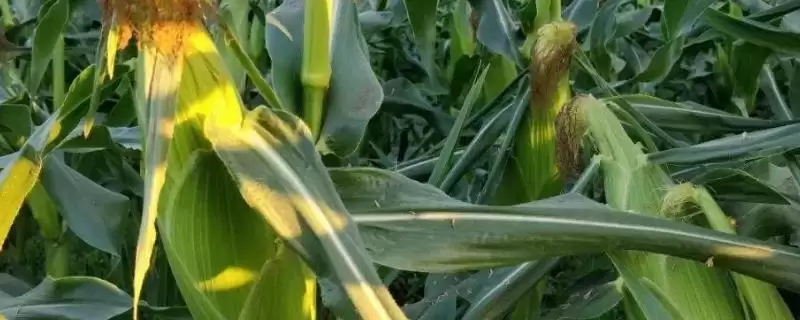 铁研53玉米种子有啥特点？适宜密度为3500株／亩-会东网
