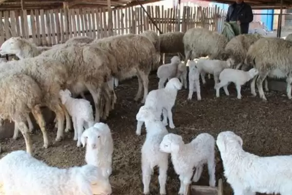 新手养羊注意事项及分群饲养等要点？插图3