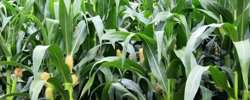 盼丰104玉米种如何？适宜密度4000株／亩-会东网