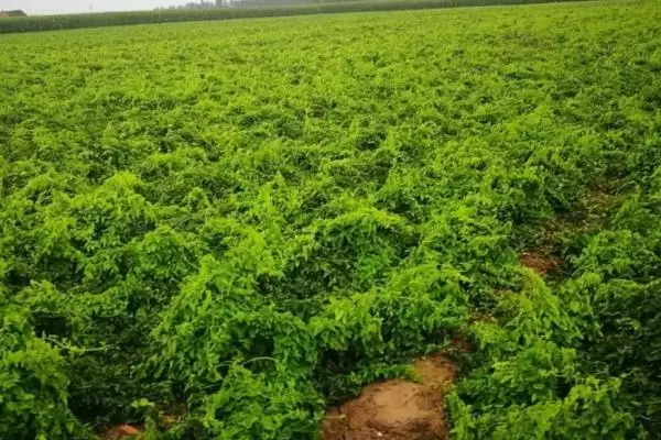 山药根腐病的症状，块茎先出现病斑至腐烂的症状分析插图3
