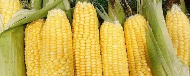 农泽402玉米品种有啥特性?全生育期126.3天插图 农泽402玉米品种有啥特性?全生育期126.3天插图