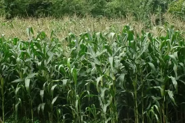 世宾2060玉米品种简介,中抗茎腐病的能力体现插图2 世宾2060玉米品种简介,中抗茎腐病的能力体现插图2