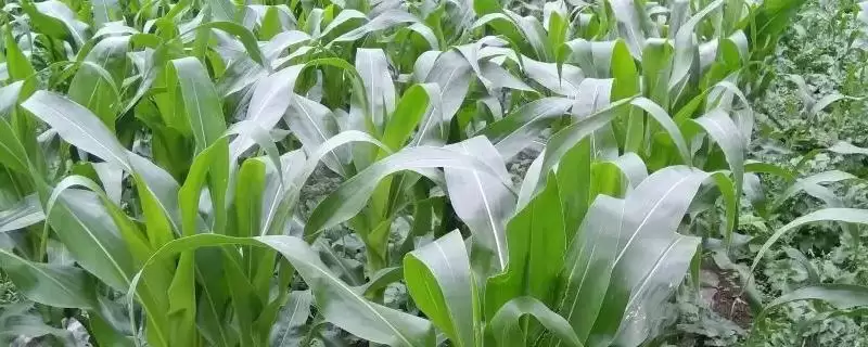 润玉3089玉米种子特点，大喇叭口期防治玉米螟要点-会东网