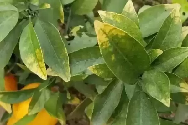如何判断农作物缺肥，根据表现症状分析缺肥要点插图2