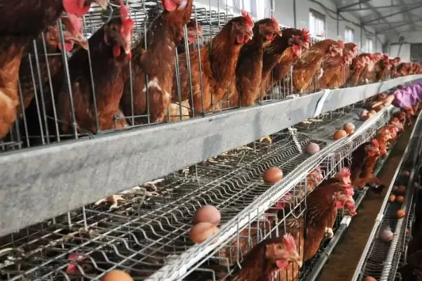 如何提高蛋鸡的产蛋率，饲料中添加营养要点插图3