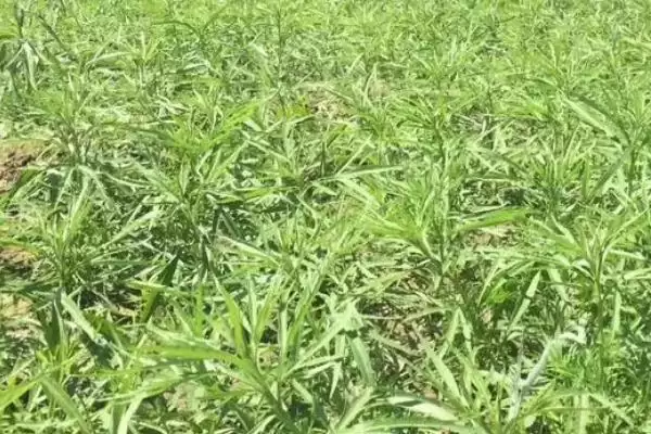 萎蒿是什么？原产于中国的多年生草本植物插图3