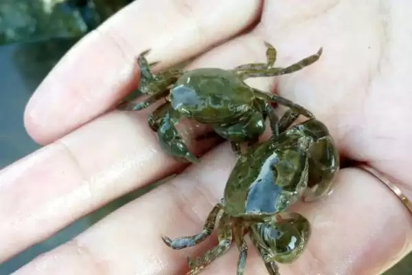 如何饲养小溪里抓的螃蟹，4-5天换一次水饲养要点插图3