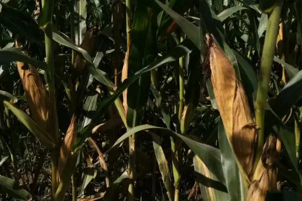 鹏诚588玉米种子介绍,种植密度为啥不宜过大插图1 鹏诚588玉米种子介绍,种植密度为啥不宜过大插图1