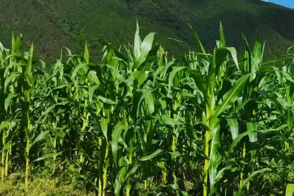 盛和319玉米种简介，中抗丝黑穗病的能力体现插图3