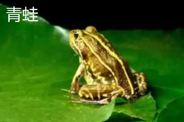 青蛙和田鸡的区别，二者均可养殖的特点介绍插图5