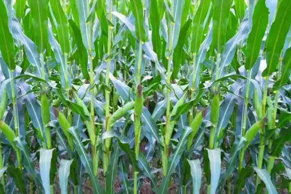 十九行117玉米种子介绍，防治纹枯病和茎腐病的要点插图1