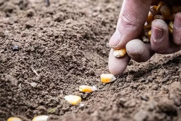 粘玉米怎么种植(粘玉米种植隔离不可低于300米)?插图3 粘玉米怎么种植(粘玉米种植隔离不可低于300米)?插图3