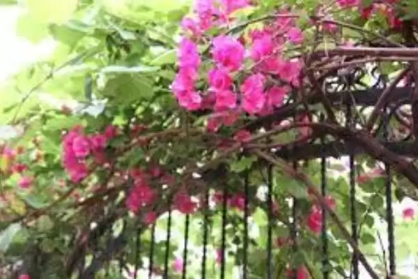 植物分为哪两个大类(植物分为种子植物和孢子植物)？插图6