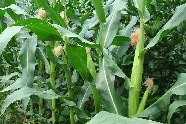 润禾121玉米品种特性，4月下旬至5月上旬适宜播种期解析插图1
