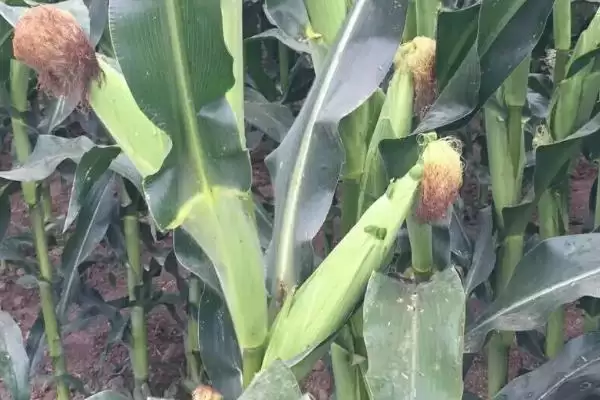 齐玉8号玉米品种特性，每亩留苗3500－3800株的密度选择插图2