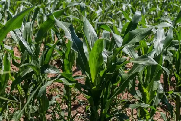 苏科花糯2008玉米种子介绍,中抗大斑病和纹枯病的双重保障插图2 苏科花糯2008玉米种子介绍,中抗大斑病和纹枯病的双重保障插图2