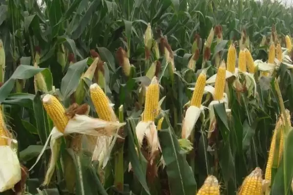 兴丰18玉米品种特性及播种深度要点？插图2