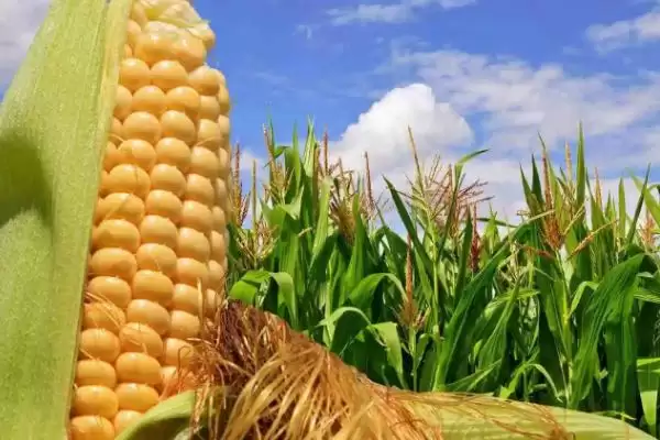 西大211玉米品种特性及防治小斑病要点?插图1 西大211玉米品种特性及防治小斑病要点?插图1