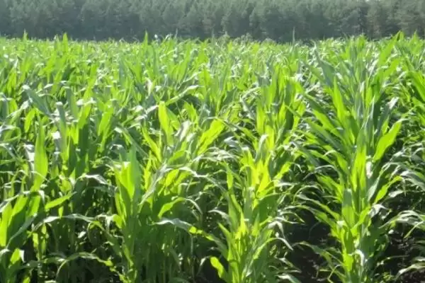 玉米丝黑穗病介绍(玉米丝黑穗病的基本情况介绍)?插图2 玉米丝黑穗病介绍(玉米丝黑穗病的基本情况介绍)?插图2