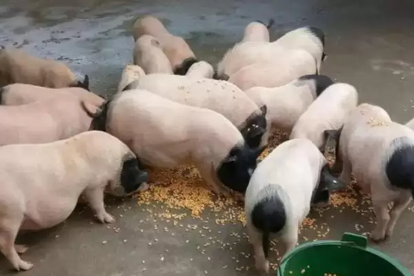 小香猪养殖方法及每圈饲养数量要点？插图3