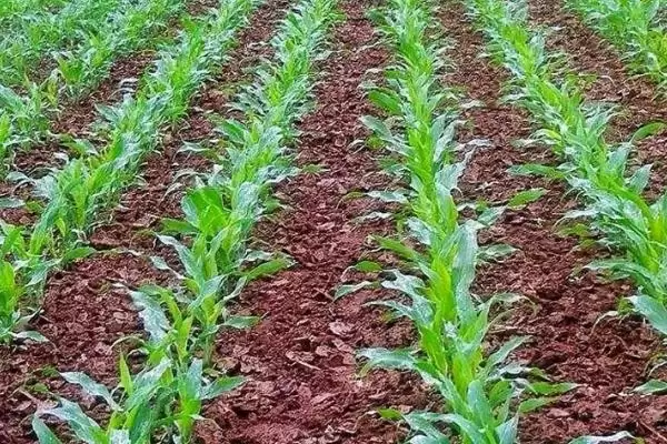 玉米种子翌年能不能用(玉米种子第二年还能否使用)?插图5 玉米种子翌年能不能用(玉米种子第二年还能否使用)?插图5