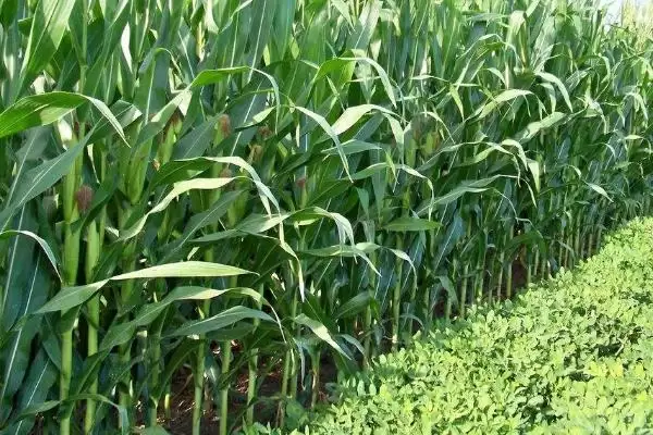 玉米丝黑穗病介绍(玉米丝黑穗病的基本情况介绍)?插图15 玉米丝黑穗病介绍(玉米丝黑穗病的基本情况介绍)?插图15