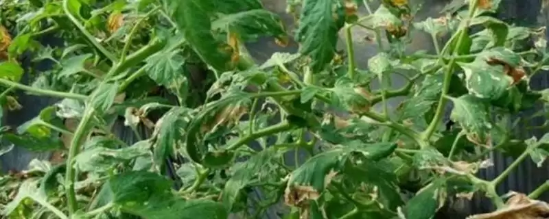 怎么防治番茄缺素症(防治番茄缺素症的方法有哪些)?插图 怎么防治番茄缺素症(防治番茄缺素症的方法有哪些)?插图