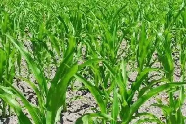 夏玉米苗期管理技术及水肥和病虫害防治要点？插图2