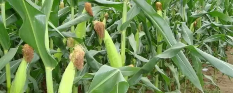 雄玉3831玉米种简介及种植密度要点？-会东网