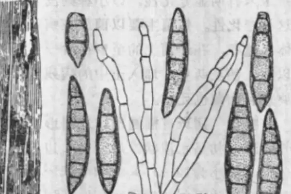 玉米大斑病危害特征(玉米大斑病的危害特征是什么)？插图3