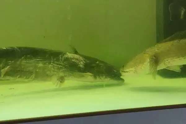 怎么养殖大口鲶(养殖大口鲶的方法和注意事项有哪些)？插图6