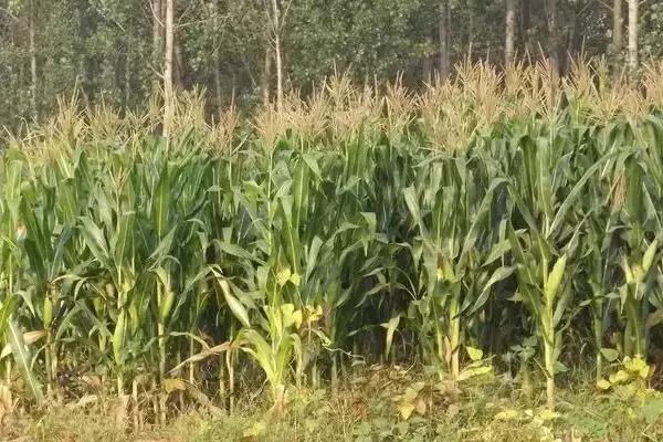 郑白甜糯5号玉米种啥情况(郑白甜糯5号玉米种适宜播种期夏播)?插图1 郑白甜糯5号玉米种啥情况(郑白甜糯5号玉米种适宜播种期夏播)?插图1