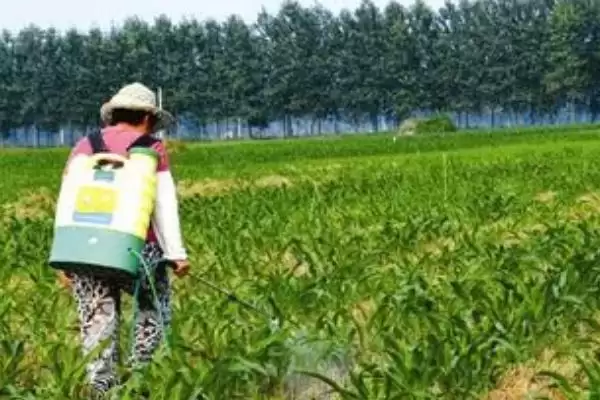 玉米有钻心虫如何防治(玉米钻心虫的防治方法有哪些)？插图1