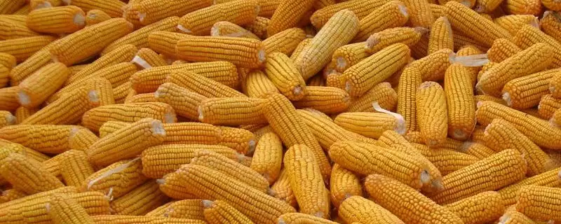 先单823玉米品种简介及生育期要点？-会东网