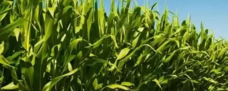现代579玉米种子特点及适宜播种期？-会东网