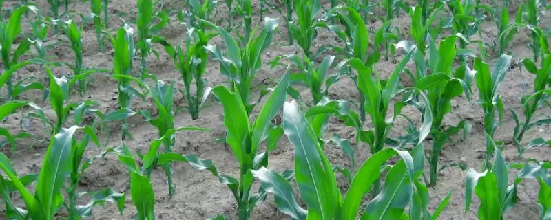 夏玉米苗期管理方法及间苗和定苗要点?-会东网