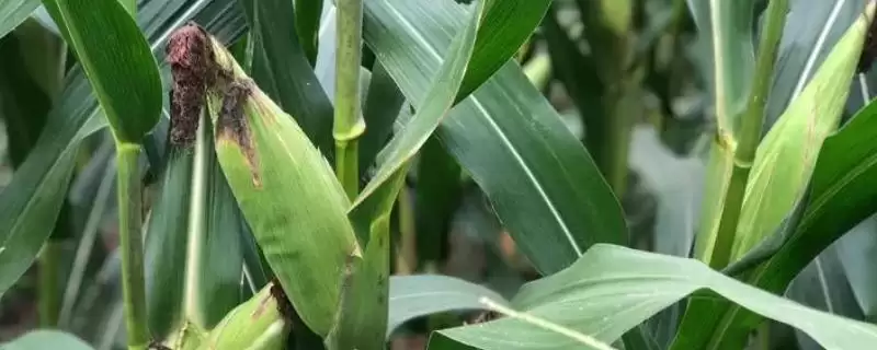 中泰737玉米种啥情况(中泰737玉米种出苗至成熟约126天左右)？-会东网