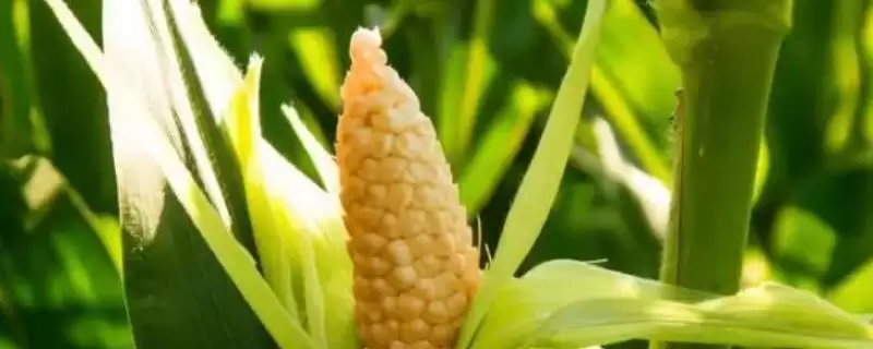 正业8号玉米种子有啥特征特性(正业8号玉米种子高抗倒伏)？-会东网
