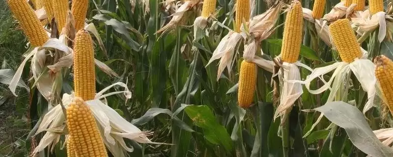 益硕372玉米种简介(益硕372玉米种情况如何)？-会东网