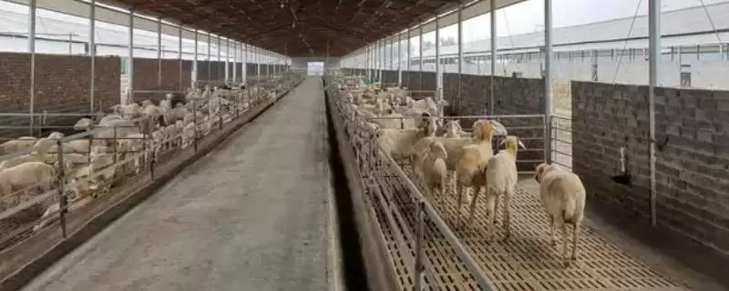 养羊增肥育肥技巧(养羊增肥育肥有何技巧)？-会东网