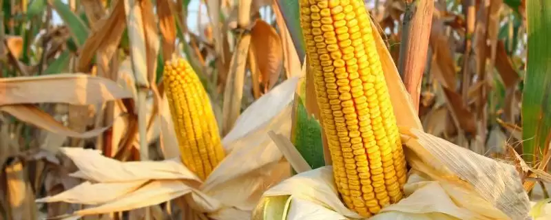 正成018玉米品种有啥特性(正成018玉米品种种植介绍)?插图 正成018玉米品种有啥特性(正成018玉米品种种植介绍)?插图
