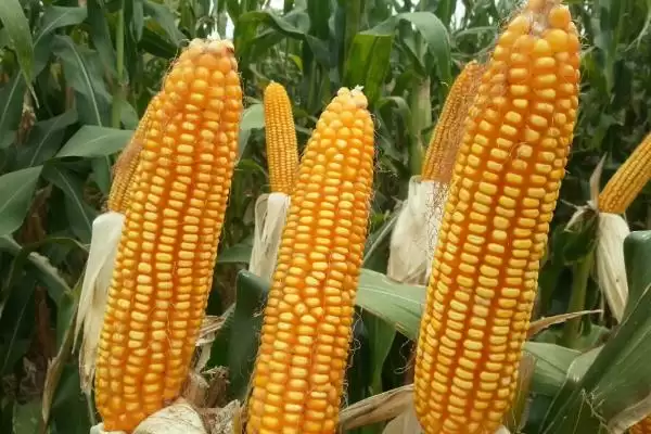 新美甜148玉米品种特性及春植生育期要点？插图2