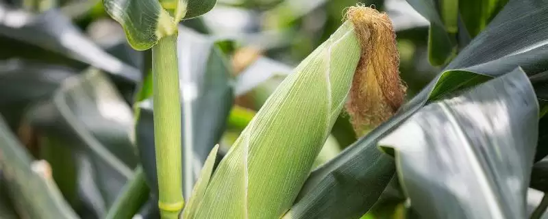 现代567玉米种简介及适宜播种期？-会东网
