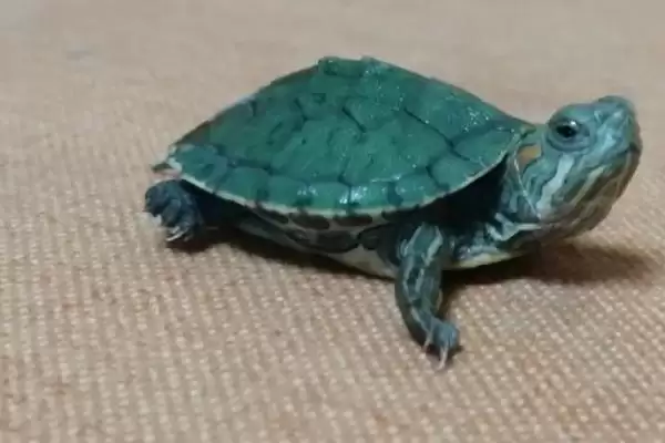 小乌龟食物介绍:虾肉、鱼肉等适合生长要点?插图1 小乌龟食物介绍:虾肉、鱼肉等适合生长要点?插图1