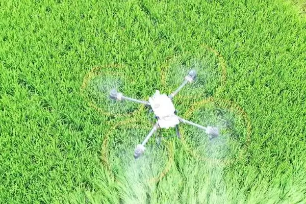 怎么解决除草剂药害(解决除草剂药害的方法有哪些)？插图1