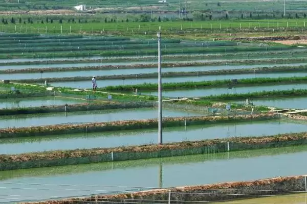 小龙虾怎么养殖(小龙虾养殖需清塘消毒、培育浮游生物后放虾苗)？插图11